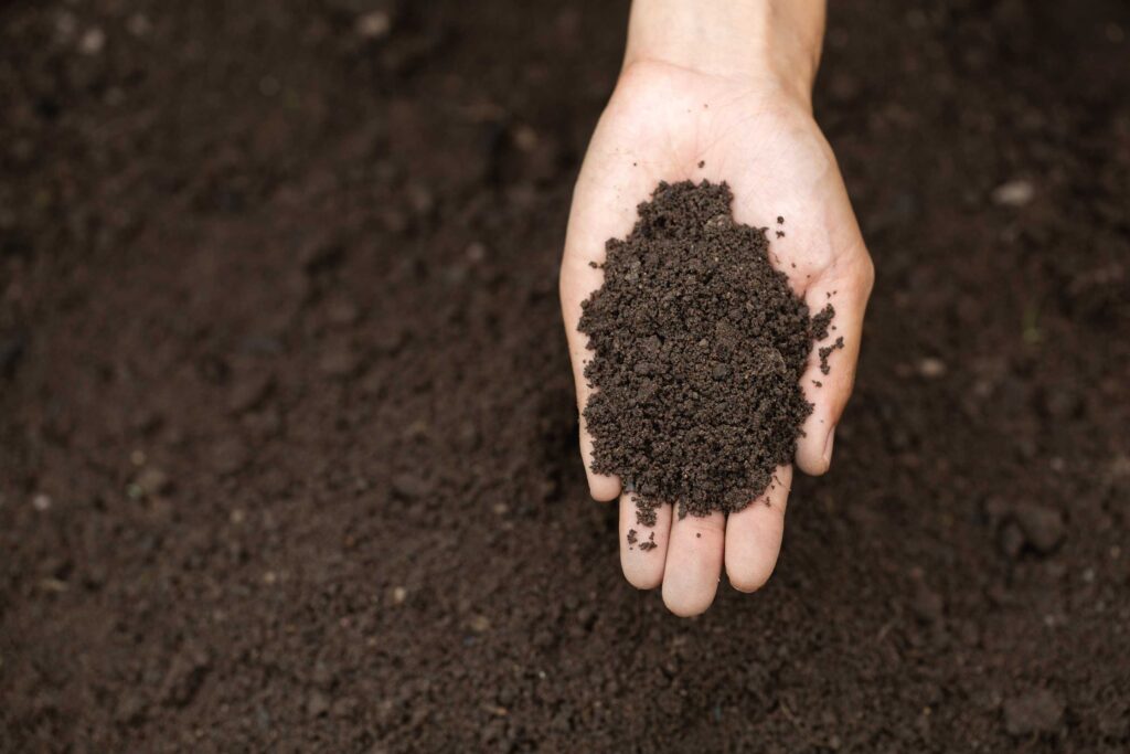lemon tree fertilizer